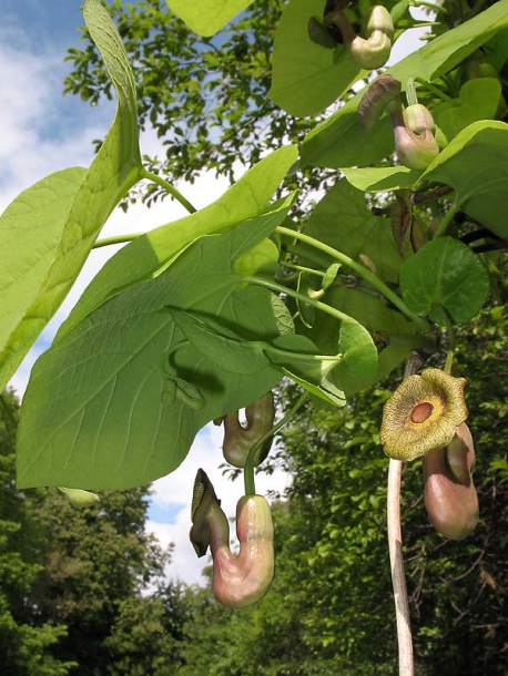 Изображение особи Aristolochia macrophylla.