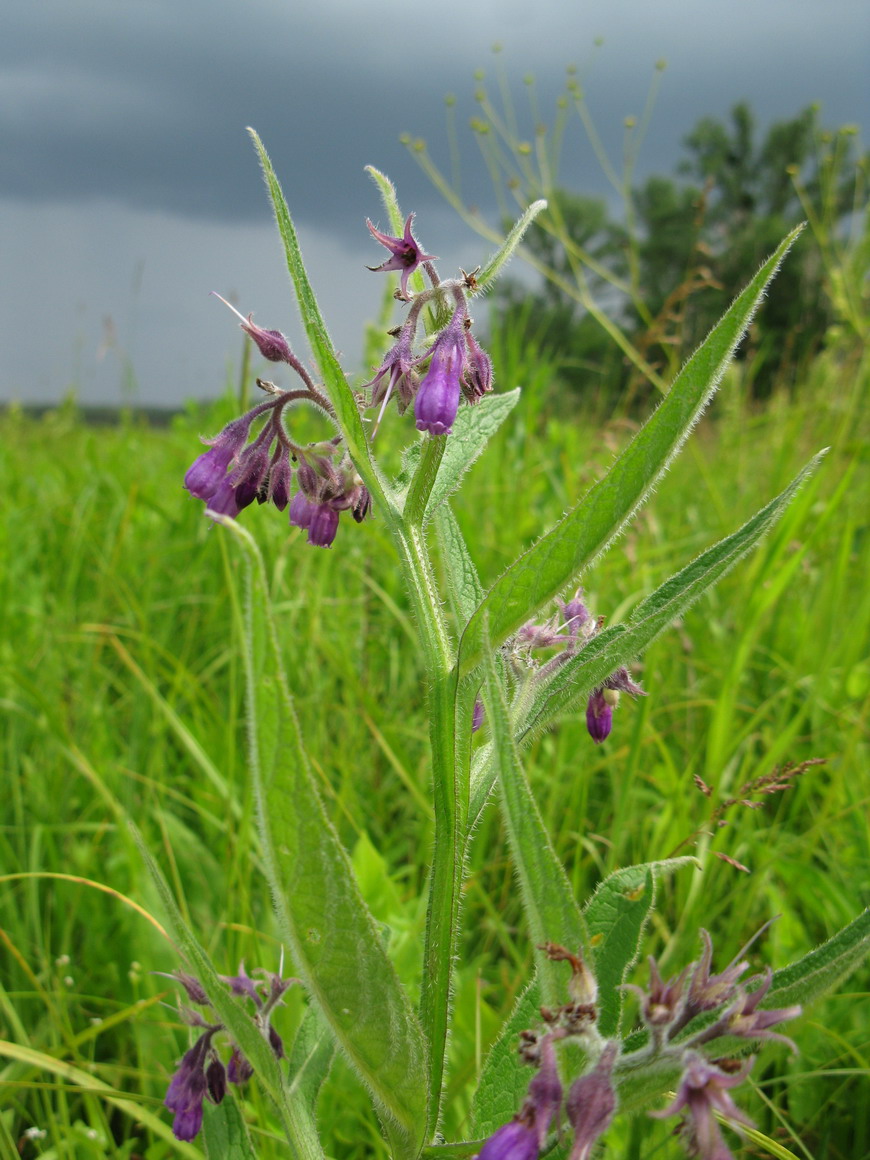 Изображение особи Symphytum officinale.