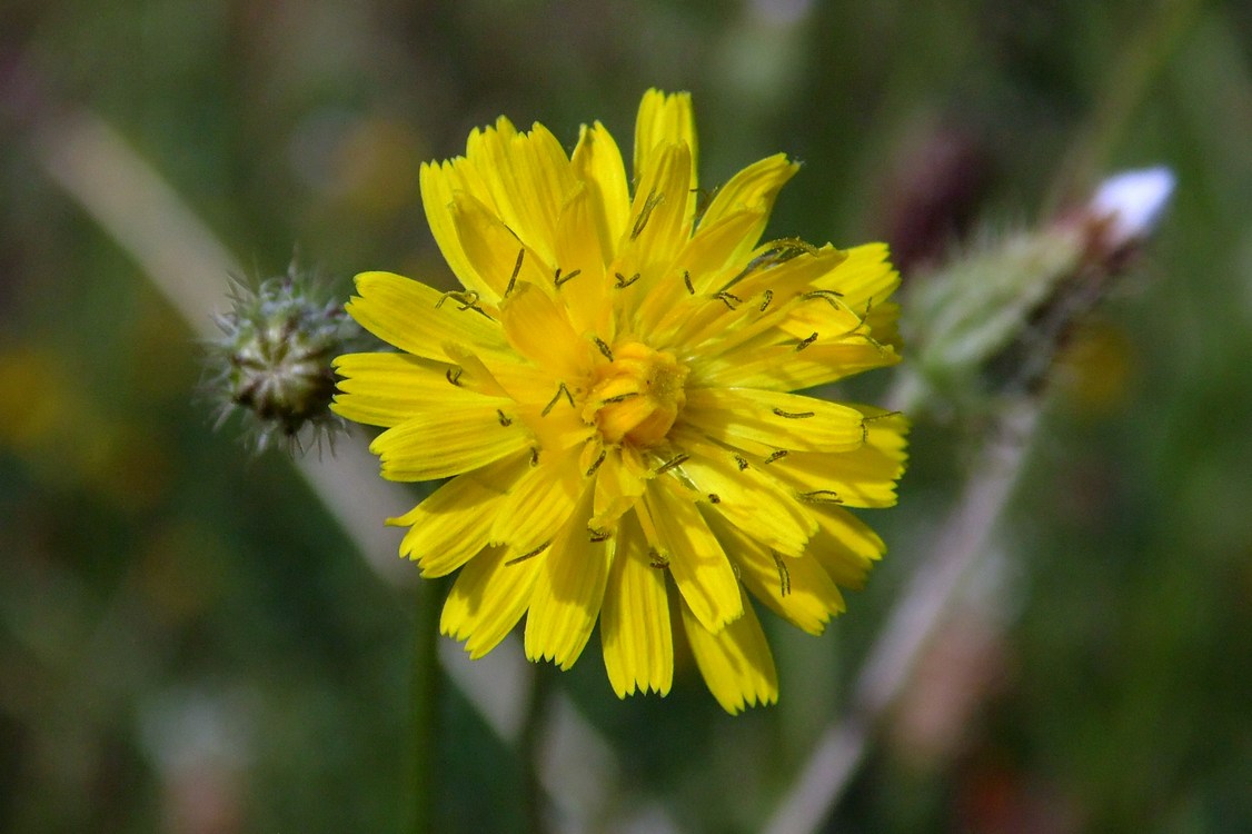 Изображение особи Crepis setosa.