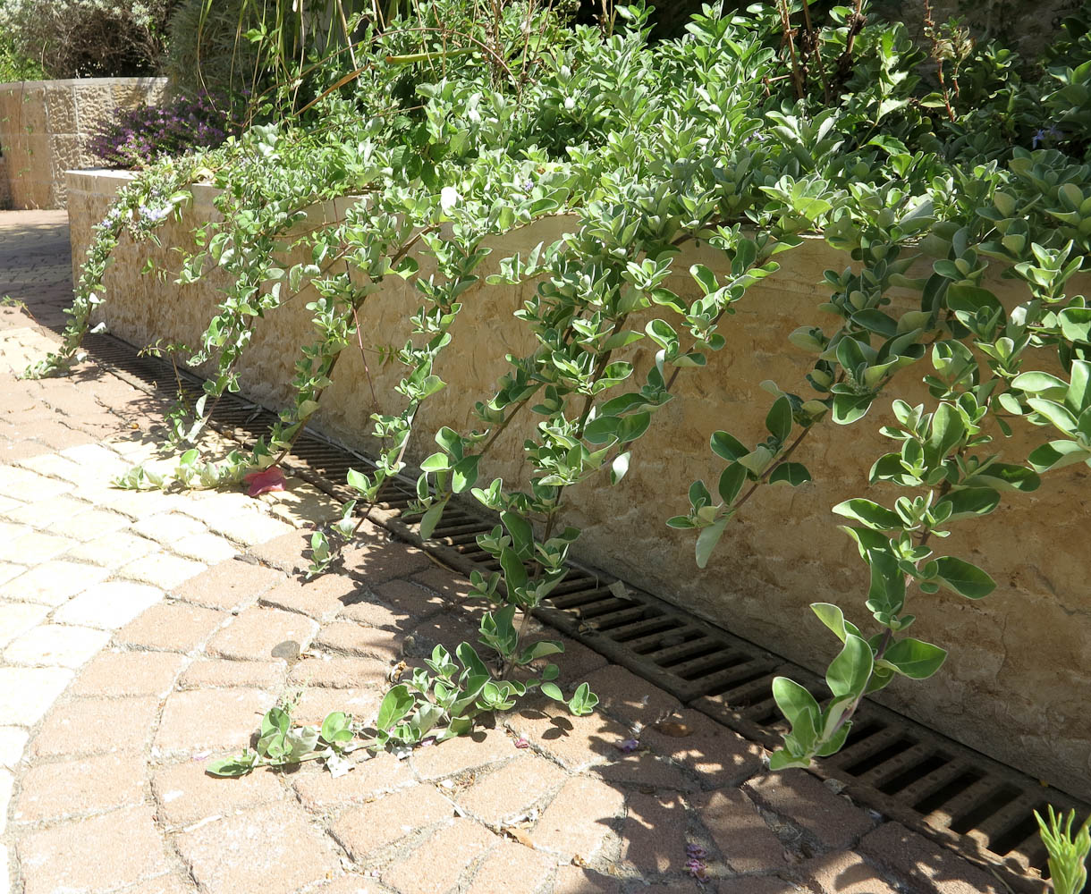 Изображение особи Vitex trifolia ssp. litoralis.