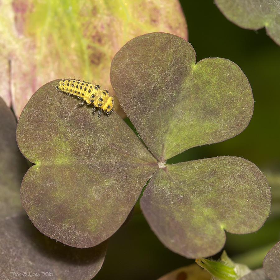 Image of Oxalis stricta specimen.