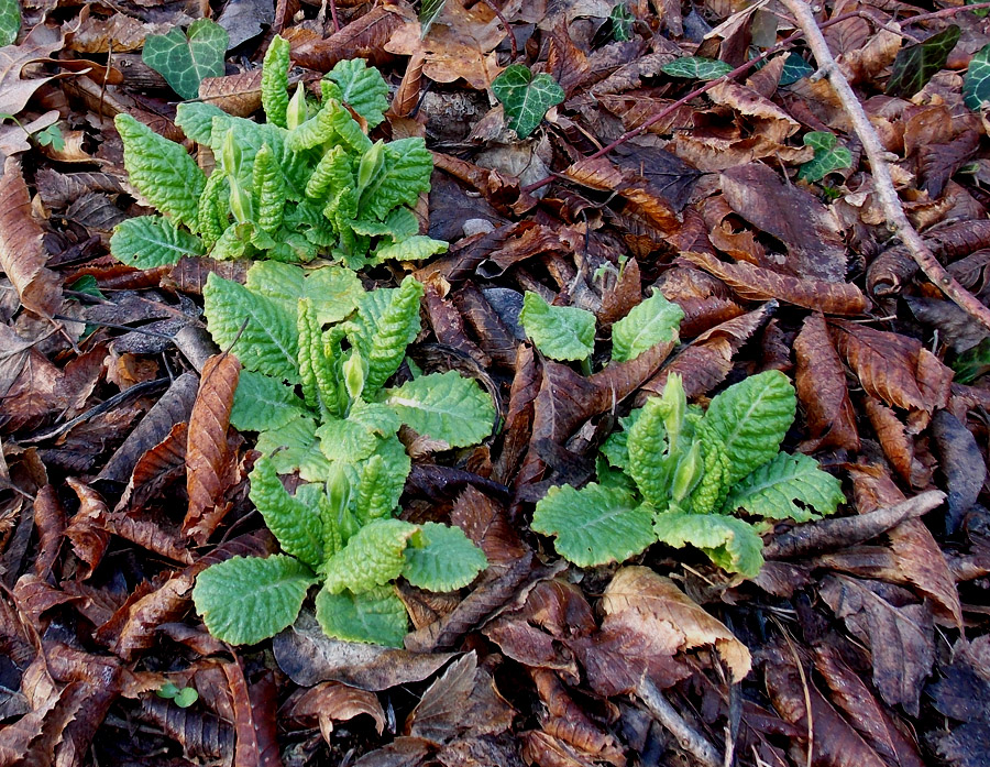 Image of Primula vulgaris specimen.