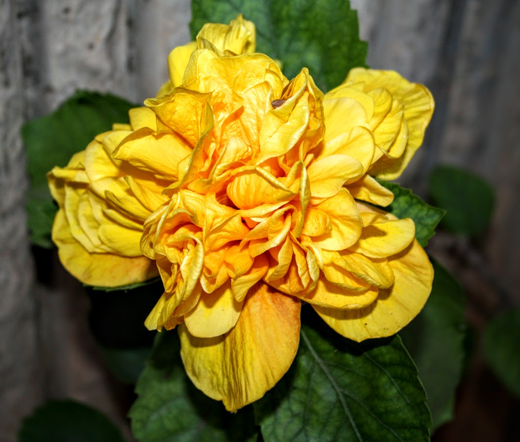 Image of Hibiscus rosa-sinensis specimen.