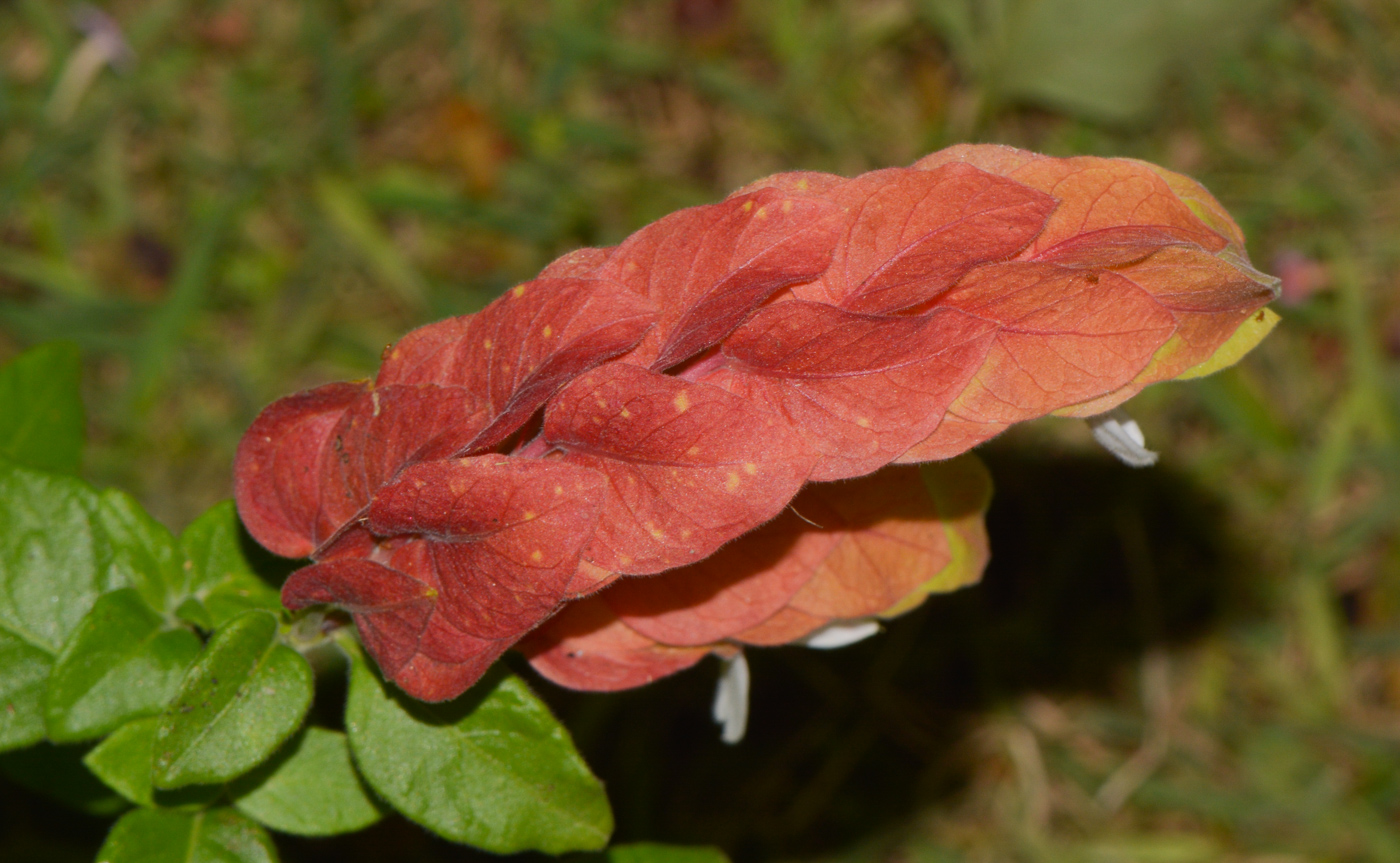 Image of Justicia fulvicoma specimen.