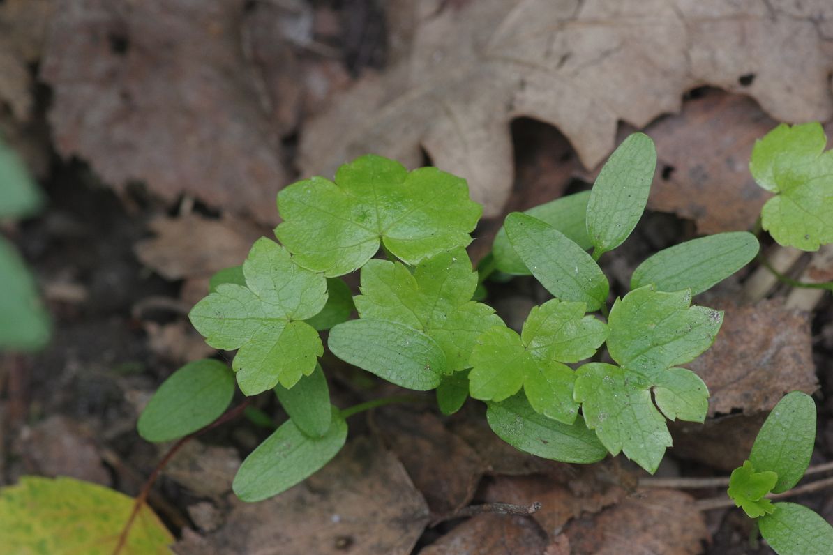 Image of Astrantia major specimen.