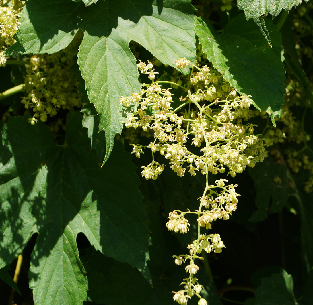 Изображение особи Humulus lupulus.