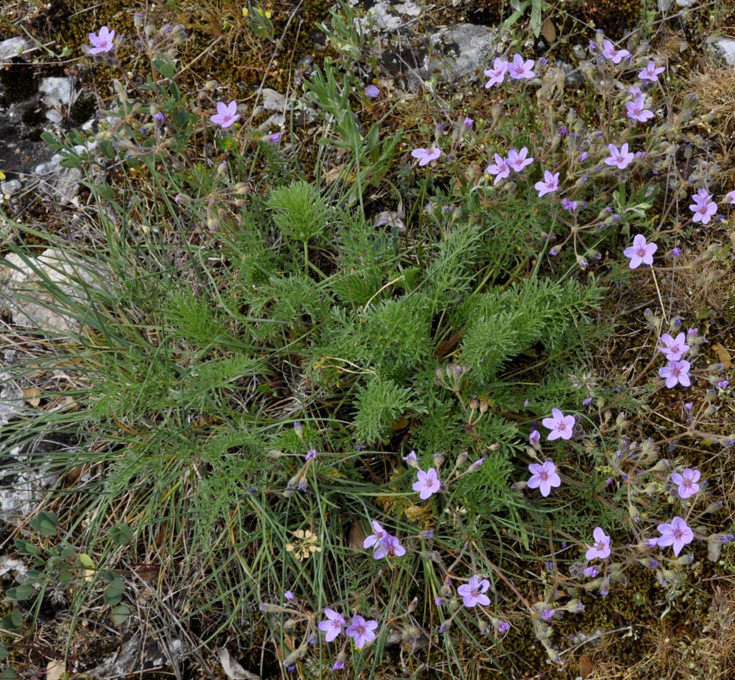 Image of Erodium absinthoides specimen.