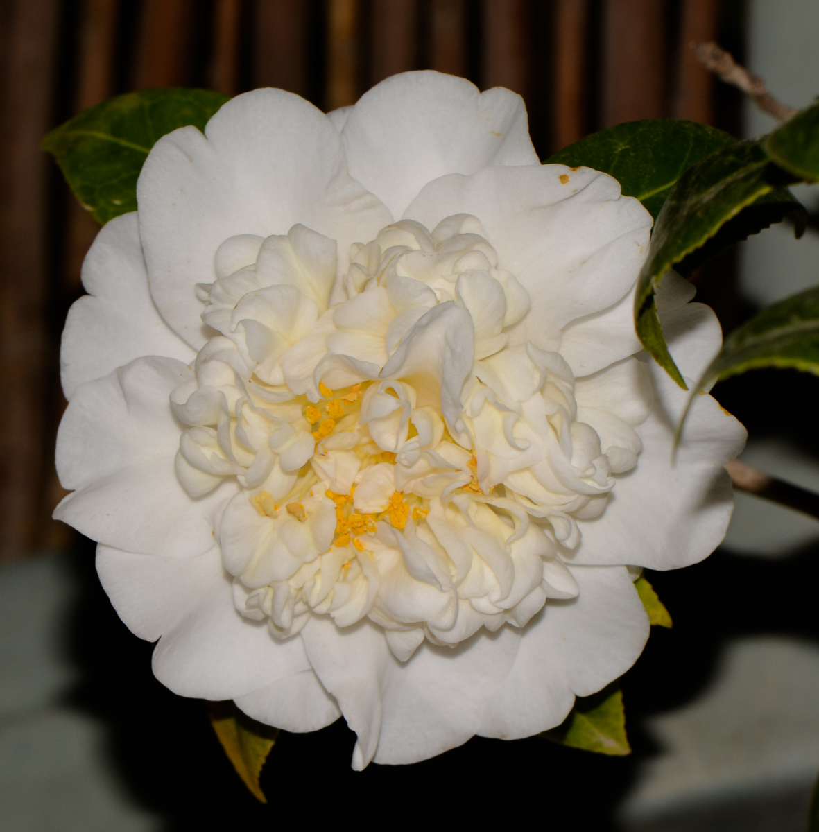 Image of Camellia japonica specimen.