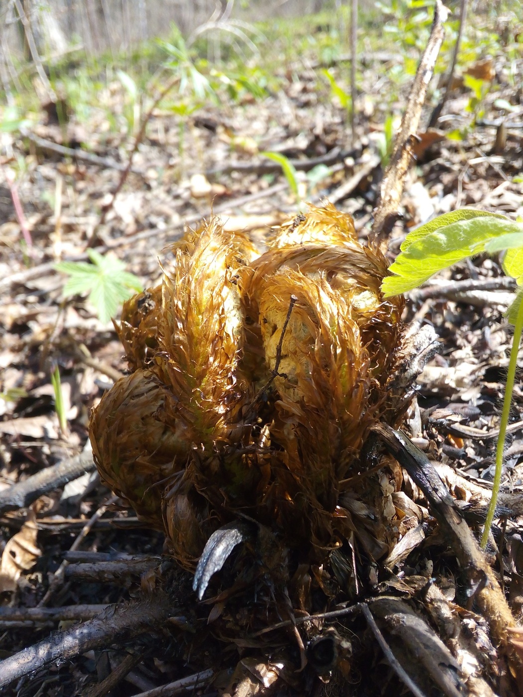 Image of Dryopteris crassirhizoma specimen.