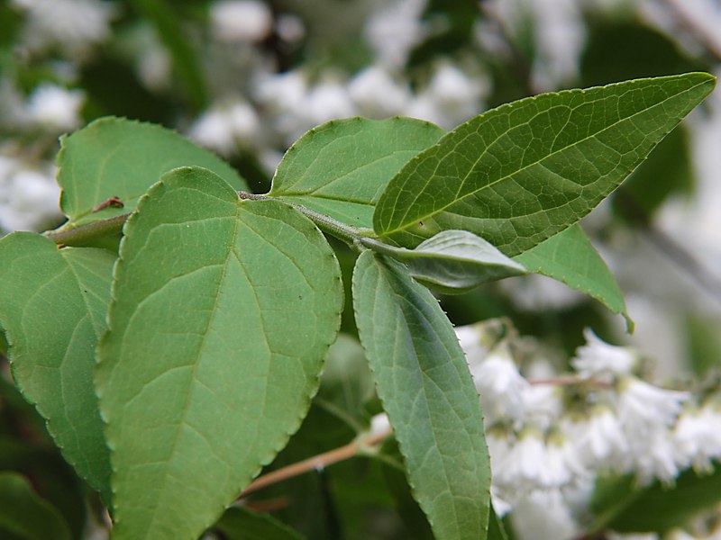 Image of Deutzia &times; magnifica specimen.