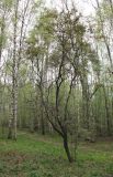 View full-size image Sambucus racemosa