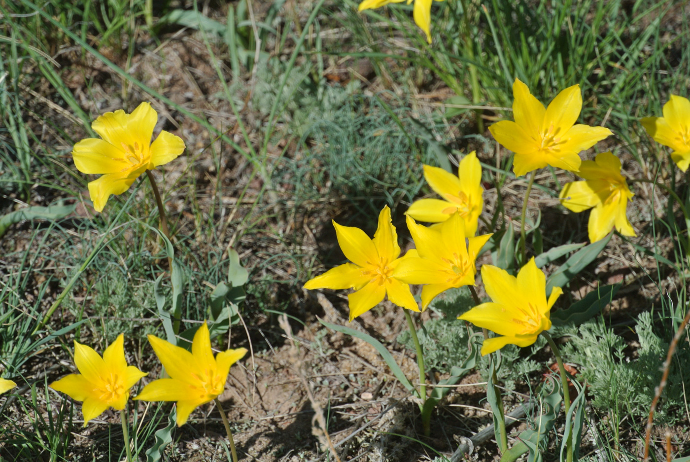 Image of Tulipa ostrowskiana specimen.