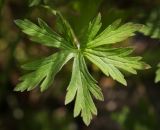 Geranium sibiricum. Лист. Пермский край, г. Пермь, Кировский р-н, разреженный сосновый бор. 11.06.2017.