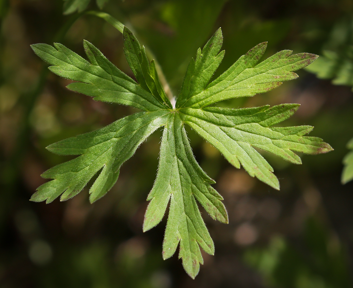 Image of Geranium sibiricum specimen.