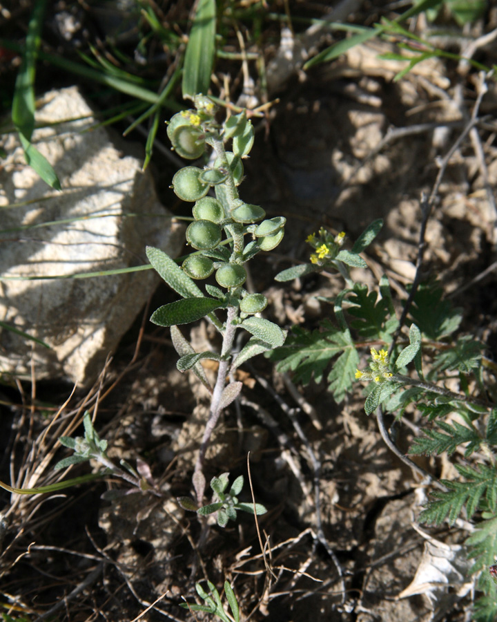 Image of Alyssum turkestanicum var. desertorum specimen.