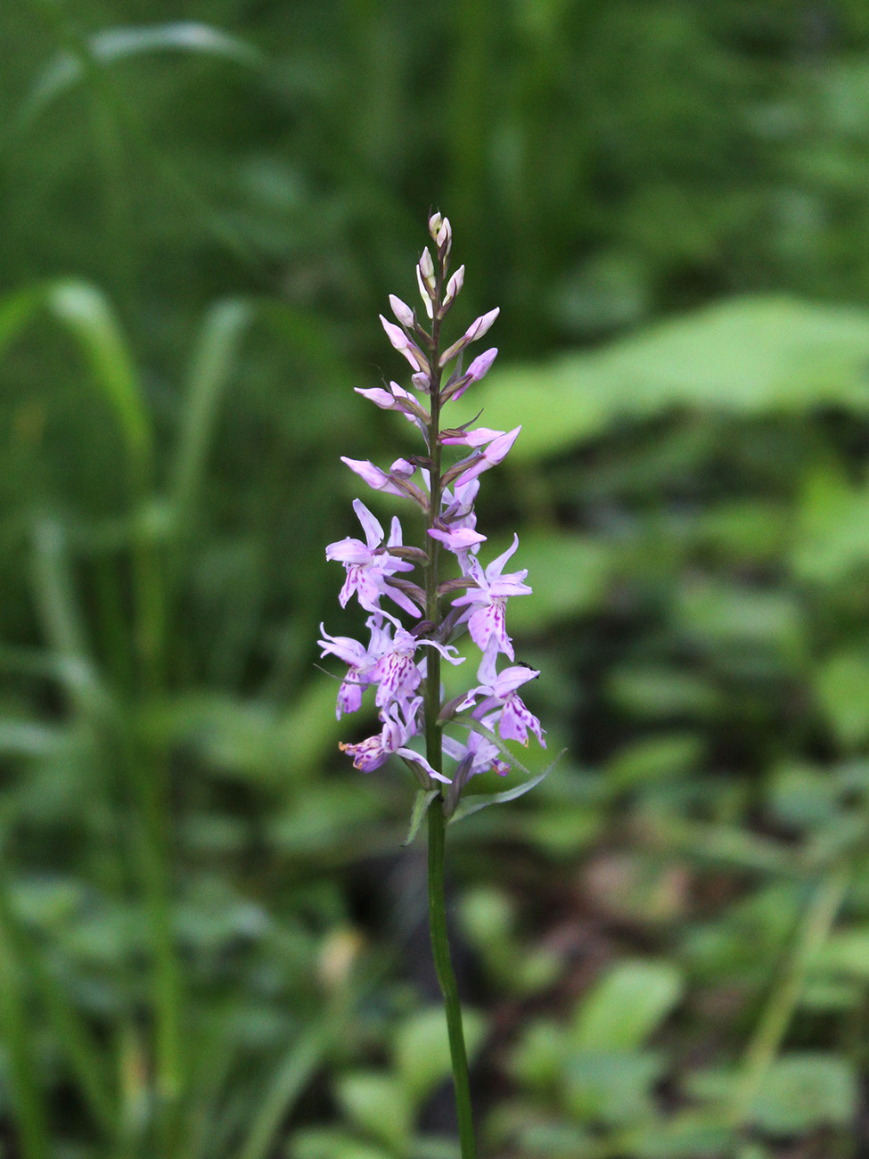 Image of Dactylorhiza fuchsii specimen.