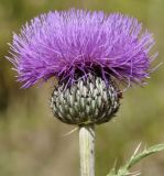 Cirsium tymphaeum