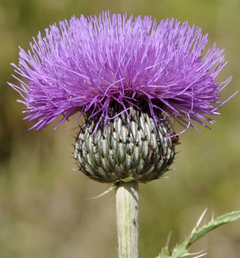 Image of Cirsium tymphaeum specimen.