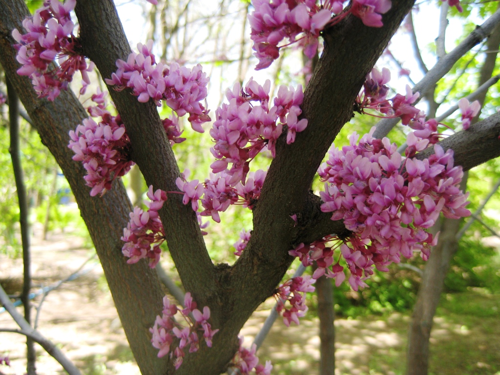 Изображение особи род Cercis.