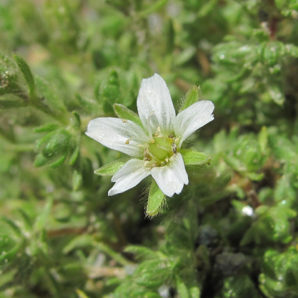 Image of Minuartia inamoena specimen.