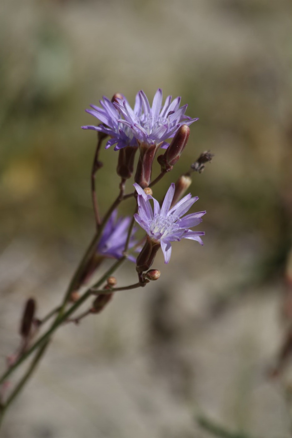 Image of Lactuca tatarica specimen.