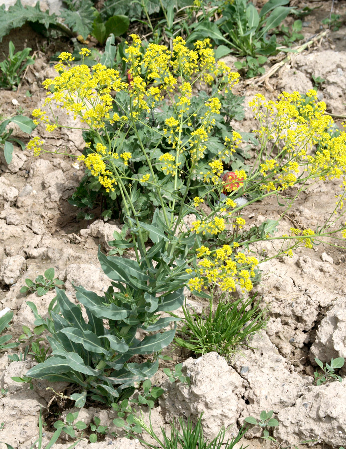 Image of Isatis tinctoria specimen.