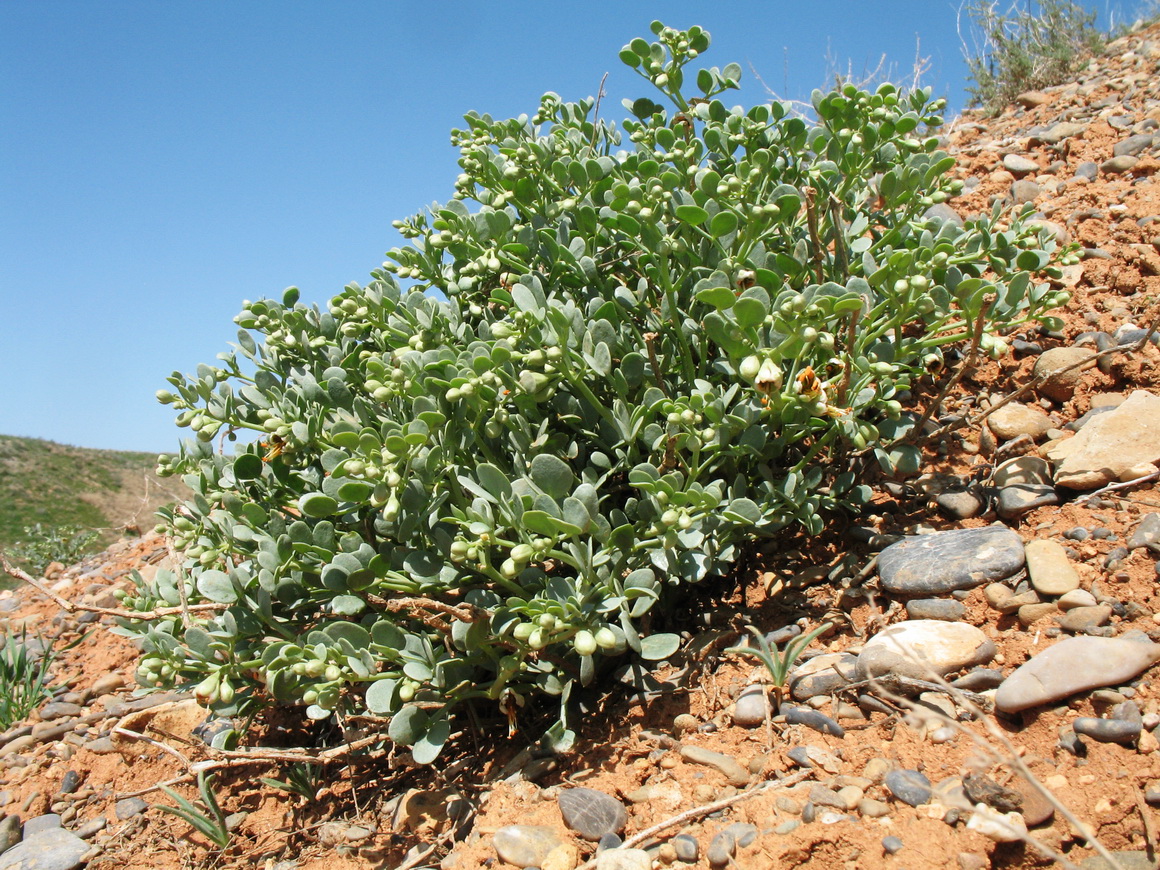 Image of Zygophyllum iliense specimen.