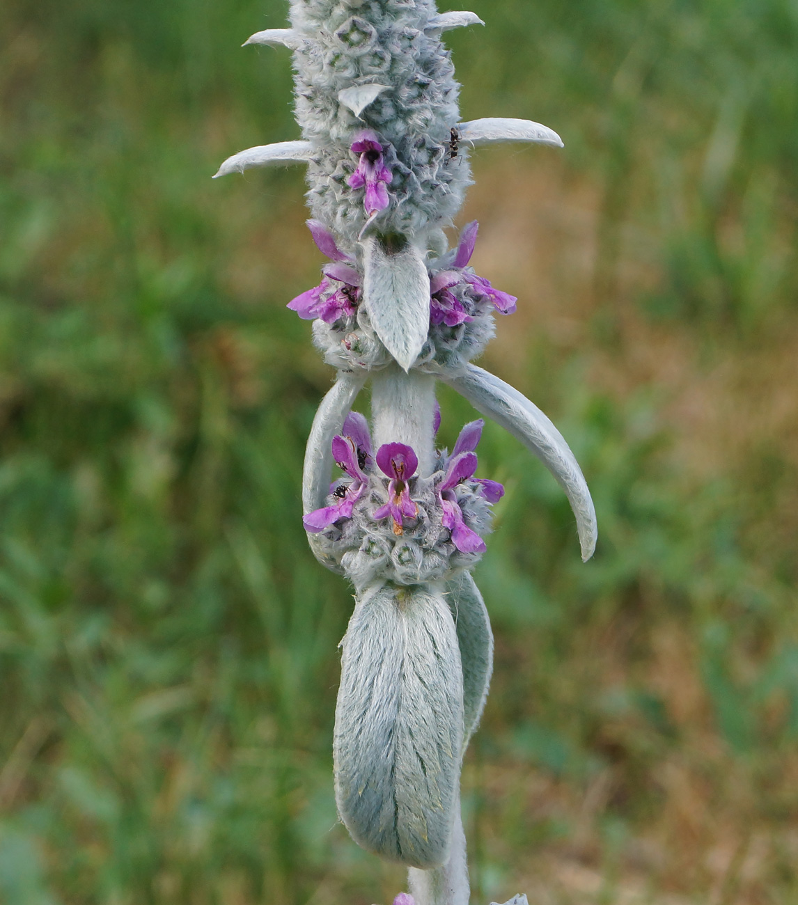 Изображение особи Stachys byzantina.