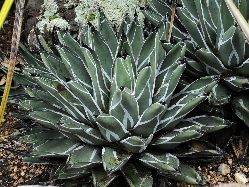 Image of Agave victoriae-reginae specimen.