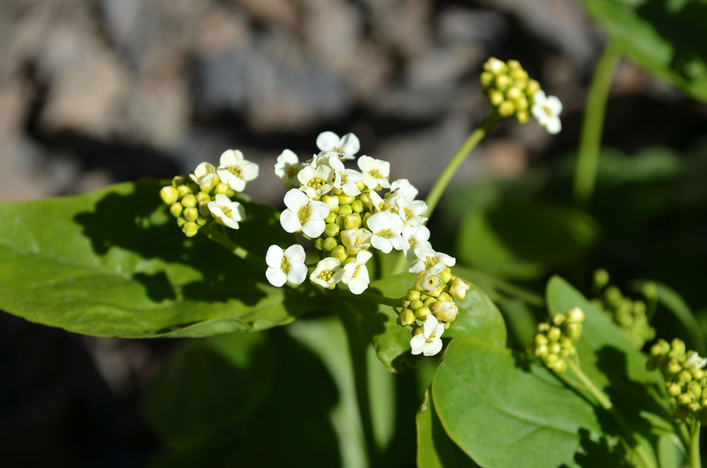 Image of Eutrema integrifolium specimen.