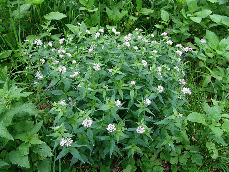 Image of Asperula caucasica specimen.