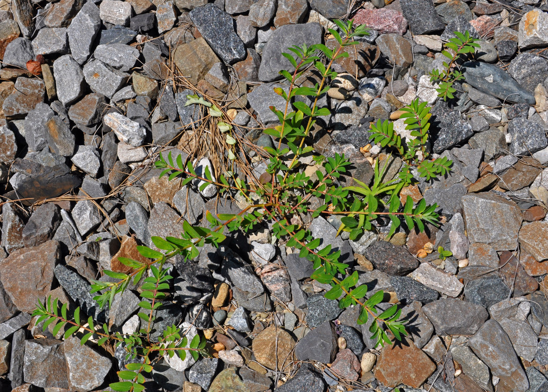 Image of Euphorbia nutans specimen.