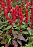 Celosia argentea