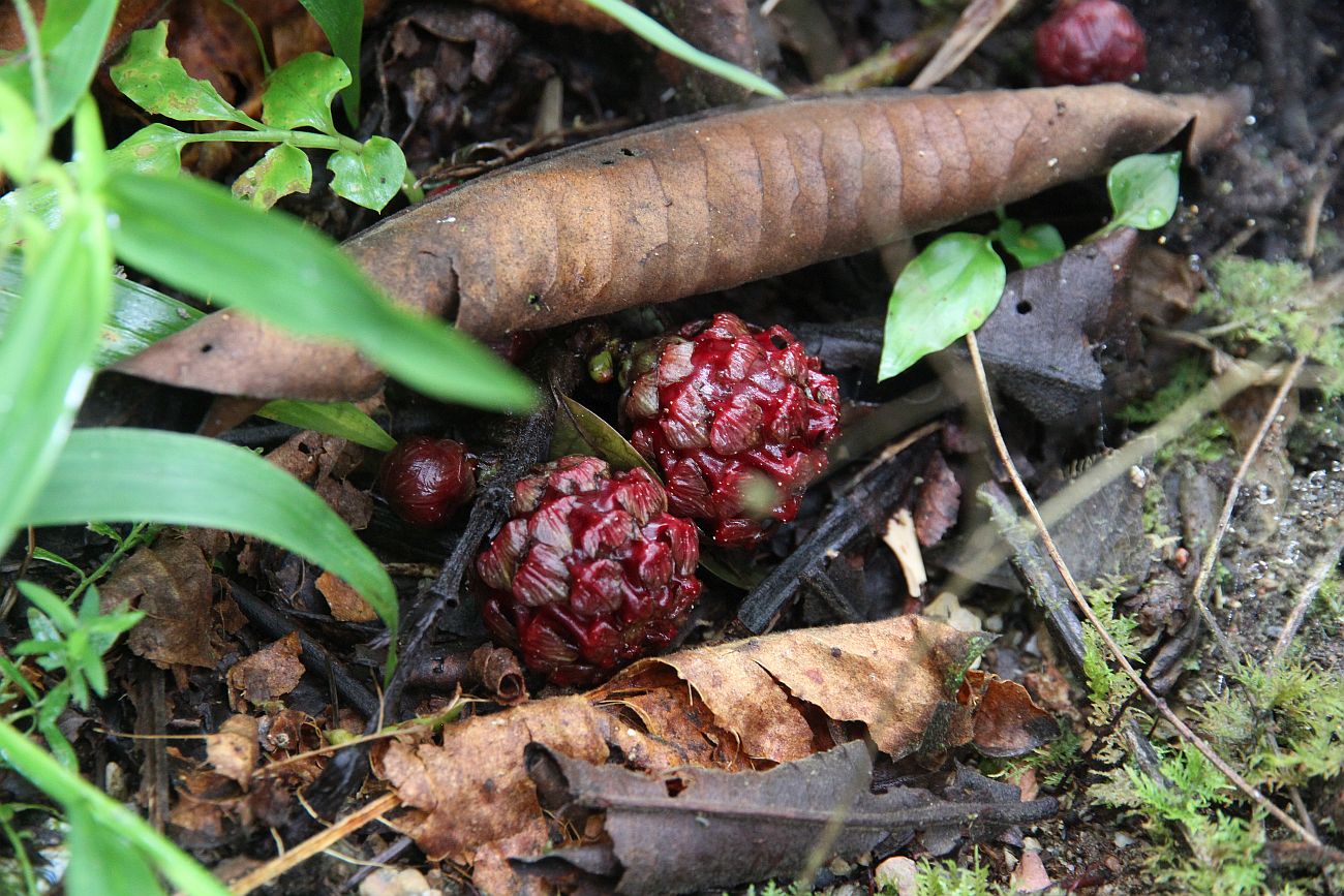 Image of Ficus uncinata specimen.