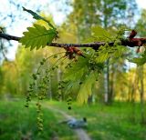 Quercus robur. Ветвь с мужскими соцветиями. Чувашия, окрестности г. Шумерля, тропа на Красную речку за Низким полем. 8 мая 2008 г.
