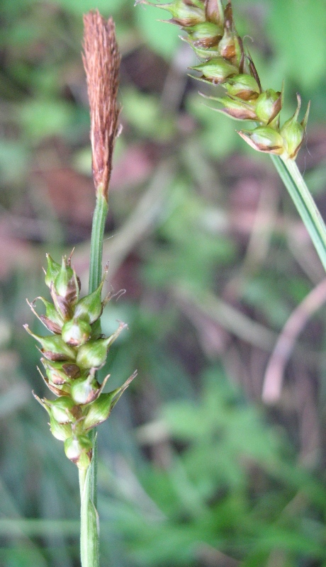 Image of Carex brevicollis specimen.