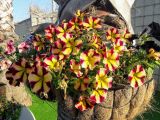 Petunia × hybrida. Цветущие растения. Израиль, г. Бат-Ям, в озеленении спортивного комплекса. 22.04.2018.