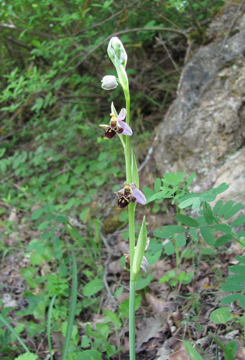 Image of Ophrys oestrifera specimen.