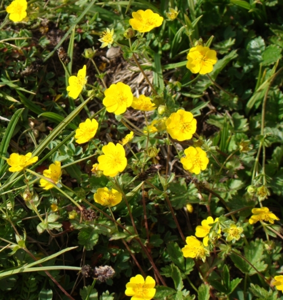 Image of Potentilla gelida specimen.