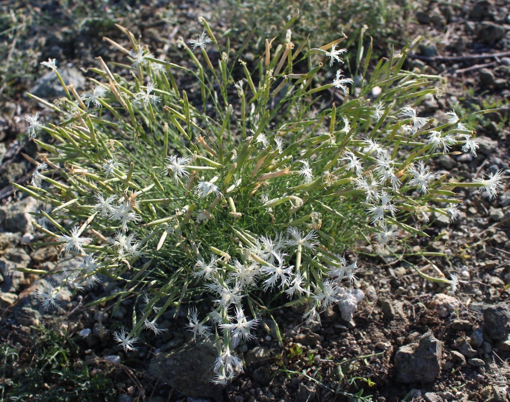 Image of Dianthus klokovii specimen.