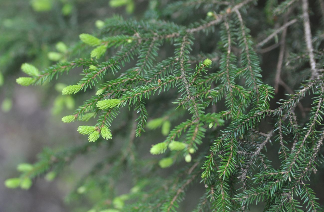 Image of Picea orientalis specimen.