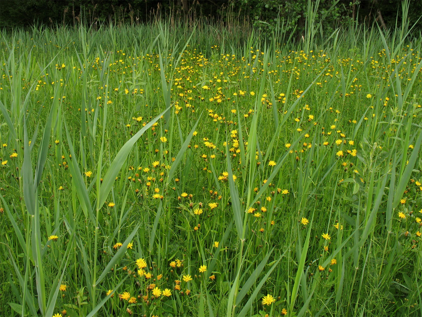 Image of Crepis paludosa specimen.