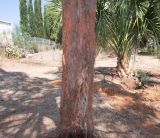 Allocasuarina inophloia