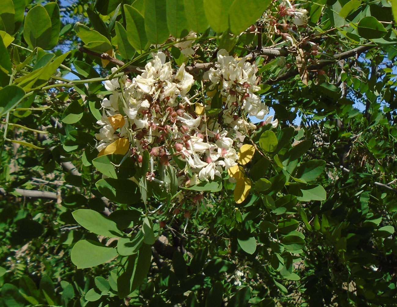 Image of Robinia pseudoacacia specimen.