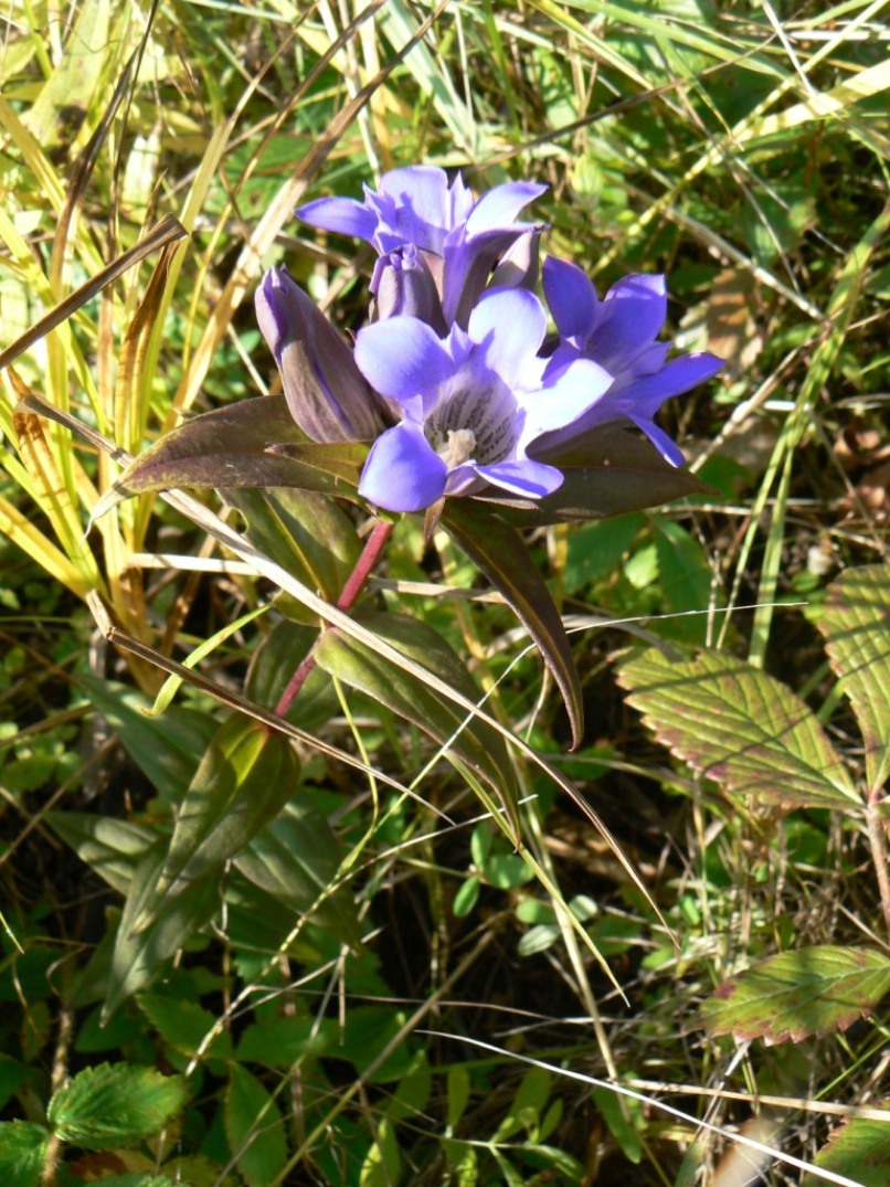 Изображение особи Gentiana scabra.