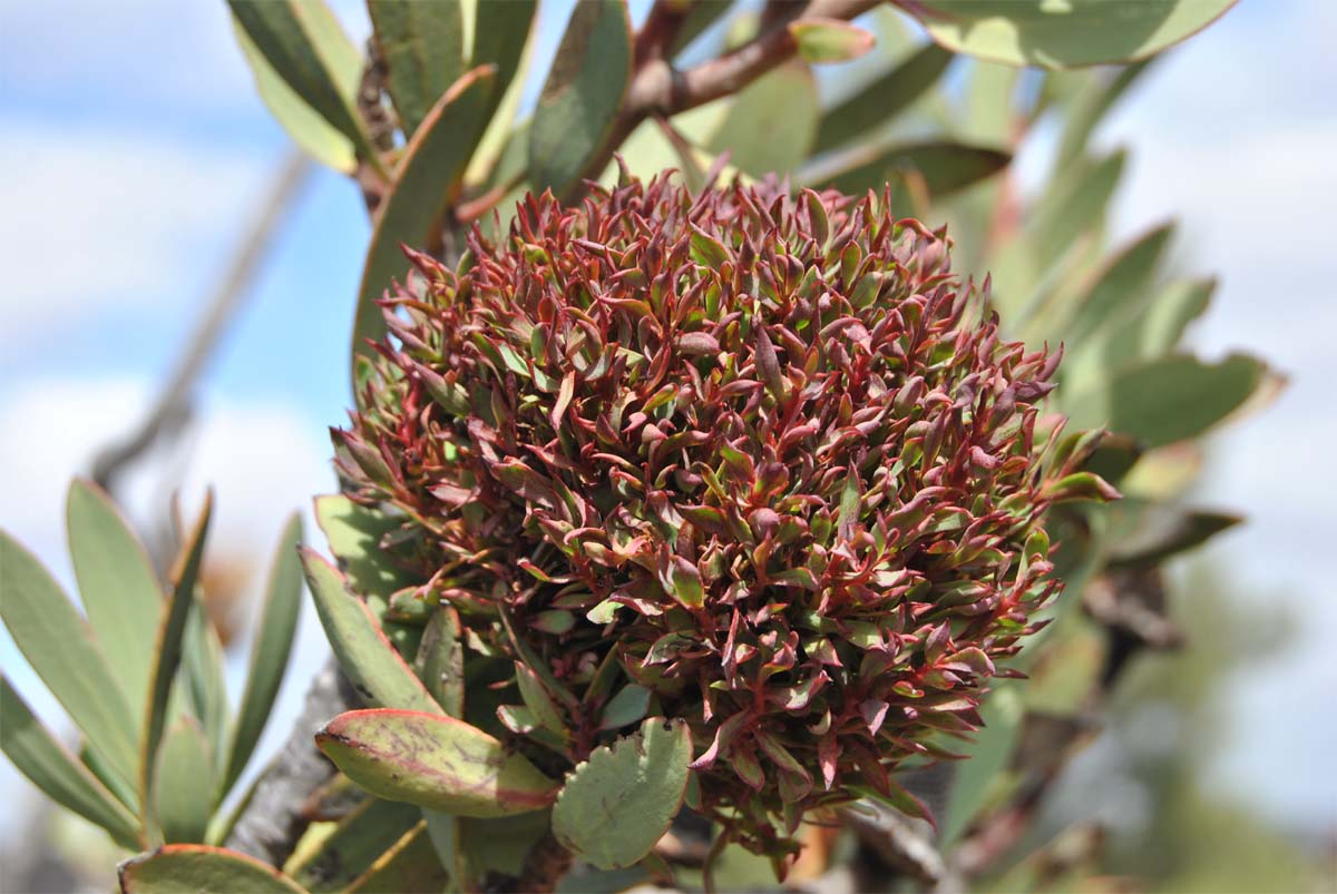 Image of Protea lanceolata specimen.