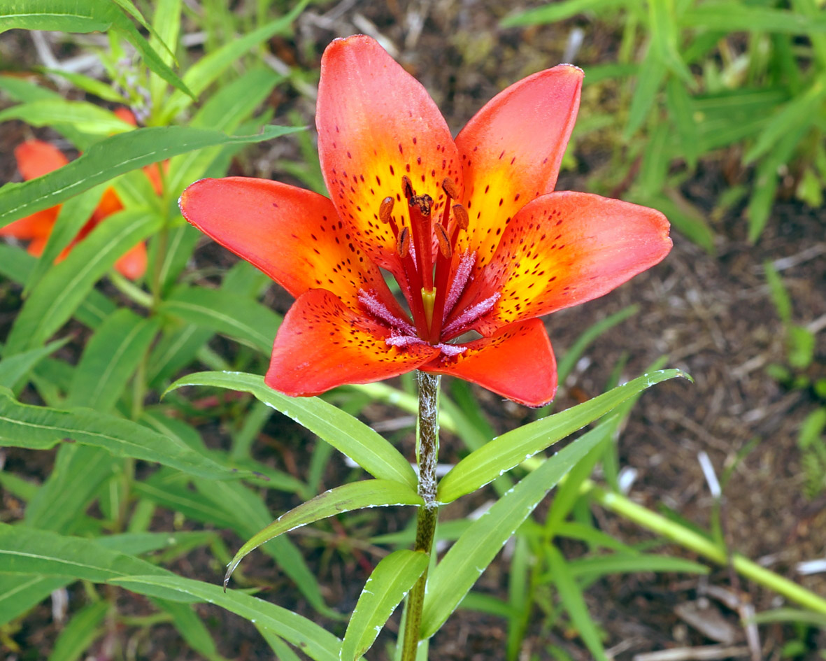 Изображение особи Lilium pensylvanicum.