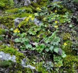 Ranunculus kykkoensis