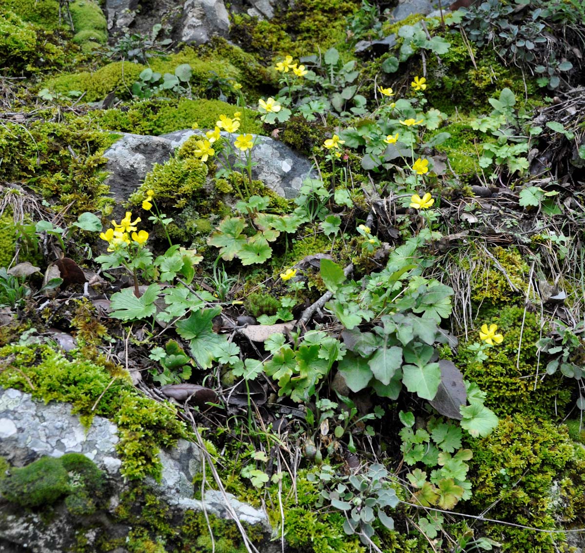 Image of Ranunculus kykkoensis specimen.