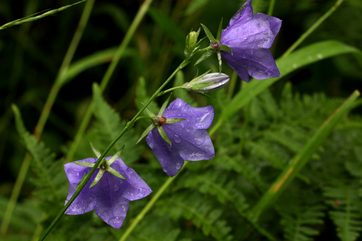 Image of Campanula persicifolia specimen.